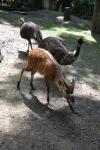 2013 07 06 beauval 053